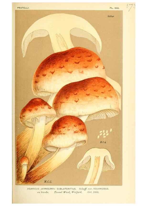 Reproducción/Reproduction 9015286835: Illustrations of British Fungi (Hymenomycetes), to serve as an atlas to the ""Handbook of British Fungi"".. LondonWilliams and Norgate1881-91