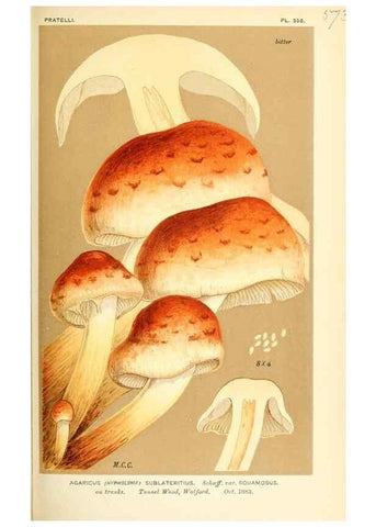 Reproducción/Reproduction 9015286835: Illustrations of British Fungi (Hymenomycetes), to serve as an atlas to the ""Handbook of British Fungi"".. LondonWilliams and Norgate1881-91