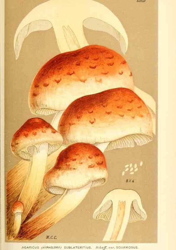 Reproducción/Reproduction 9015286835: Illustrations of British Fungi (Hymenomycetes), to serve as an atlas to the ""Handbook of British Fungi"".. LondonWilliams and Norgate1881-91