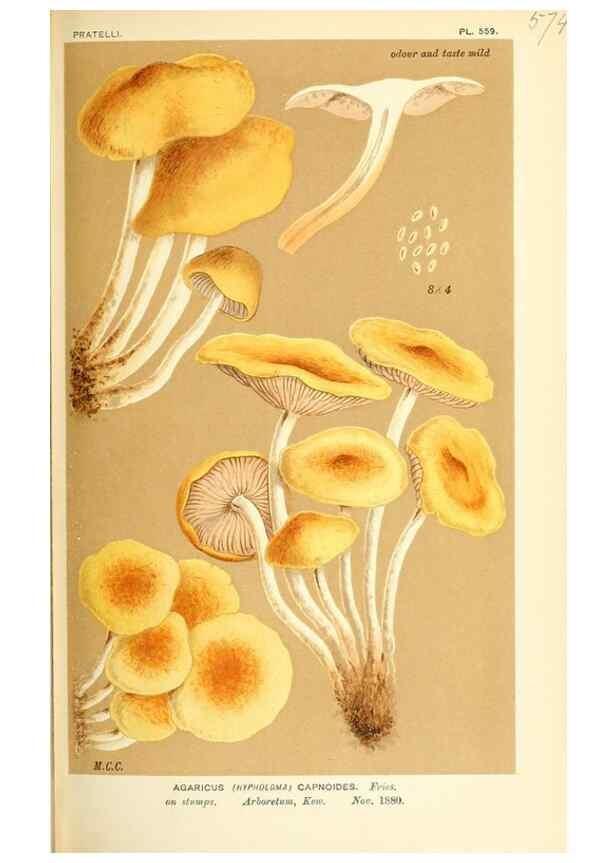 Reproducción/Reproduction 9016479338: Illustrations of British Fungi (Hymenomycetes), to serve as an atlas to the ""Handbook of British Fungi"".. LondonWilliams and Norgate1881-91