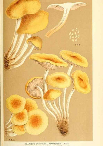 Reproducción/Reproduction 9016479338: Illustrations of British Fungi (Hymenomycetes), to serve as an atlas to the ""Handbook of British Fungi"".. LondonWilliams and Norgate1881-91