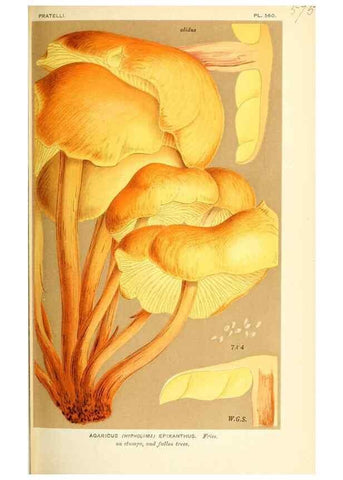 Reproducción/Reproduction 9016480760: Illustrations of British Fungi (Hymenomycetes), to serve as an atlas to the ""Handbook of British Fungi"".. LondonWilliams and Norgate1881-91