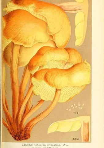 Reproducción/Reproduction 9016480760: Illustrations of British Fungi (Hymenomycetes), to serve as an atlas to the ""Handbook of British Fungi"".. LondonWilliams and Norgate1881-91