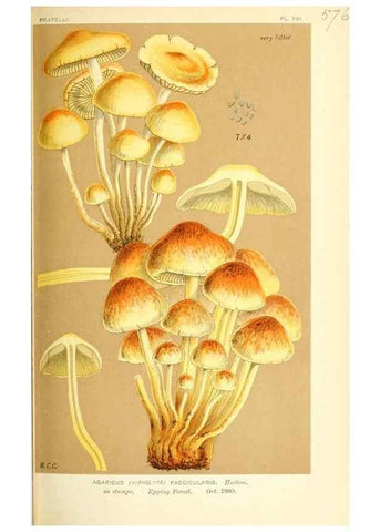 Reproducción/Reproduction 9016482326: Illustrations of British Fungi (Hymenomycetes), to serve as an atlas to the ""Handbook of British Fungi"".. LondonWilliams and Norgate1881-91