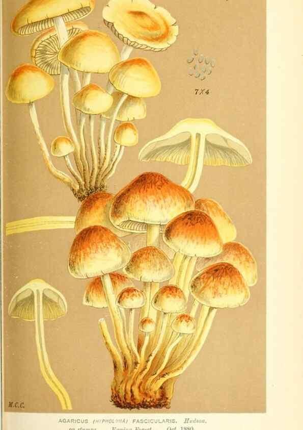 Reproducción/Reproduction 9016482326: Illustrations of British Fungi (Hymenomycetes), to serve as an atlas to the ""Handbook of British Fungi"".. LondonWilliams and Norgate1881-91