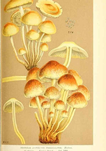 Reproducción/Reproduction 9016482326: Illustrations of British Fungi (Hymenomycetes), to serve as an atlas to the ""Handbook of British Fungi"".. LondonWilliams and Norgate1881-91