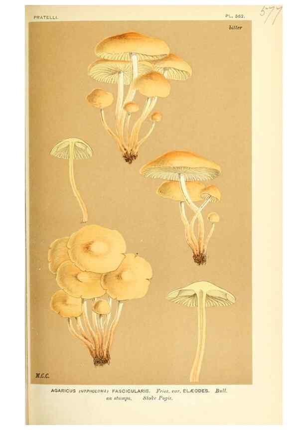 Reproducción/Reproduction 9015292447: Illustrations of British Fungi (Hymenomycetes), to serve as an atlas to the ""Handbook of British Fungi"".. LondonWilliams and Norgate1881-91