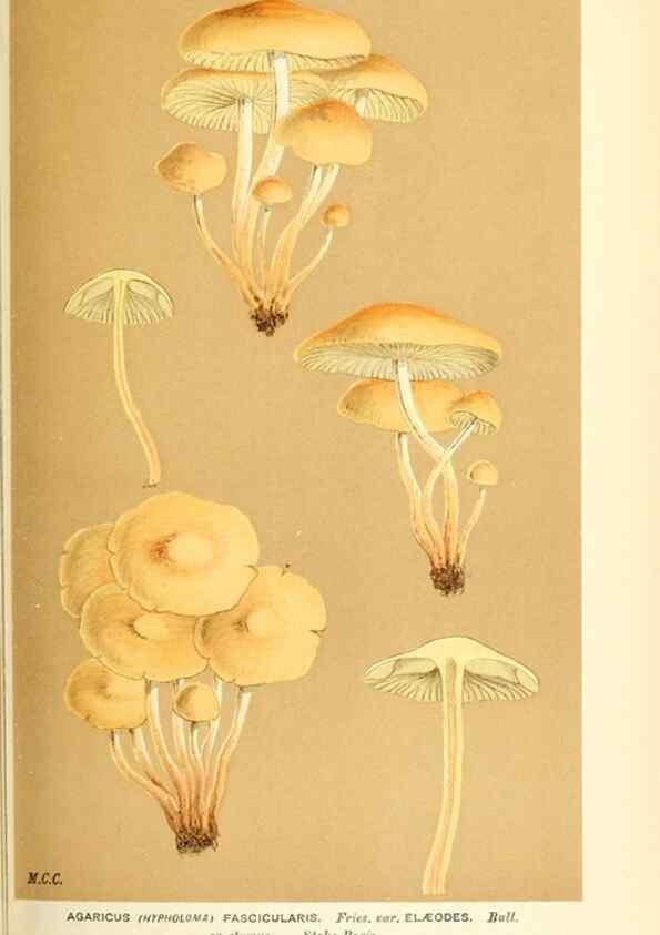 Reproducción/Reproduction 9015292447: Illustrations of British Fungi (Hymenomycetes), to serve as an atlas to the ""Handbook of British Fungi"".. LondonWilliams and Norgate1881-91