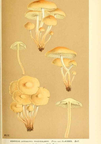 Reproducción/Reproduction 9015292447: Illustrations of British Fungi (Hymenomycetes), to serve as an atlas to the ""Handbook of British Fungi"".. LondonWilliams and Norgate1881-91