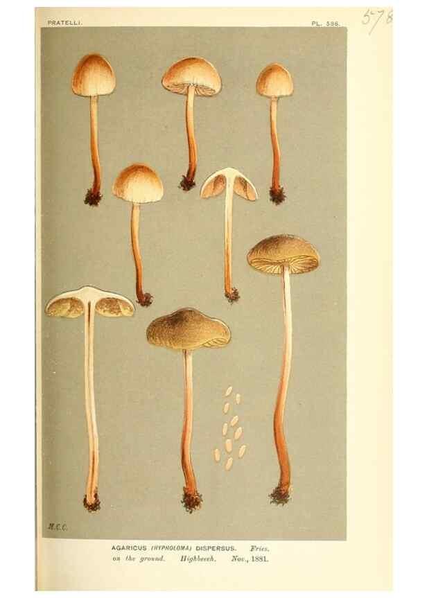 Reproducción/Reproduction 9016485380: Illustrations of British Fungi (Hymenomycetes), to serve as an atlas to the ""Handbook of British Fungi"".. LondonWilliams and Norgate1881-91