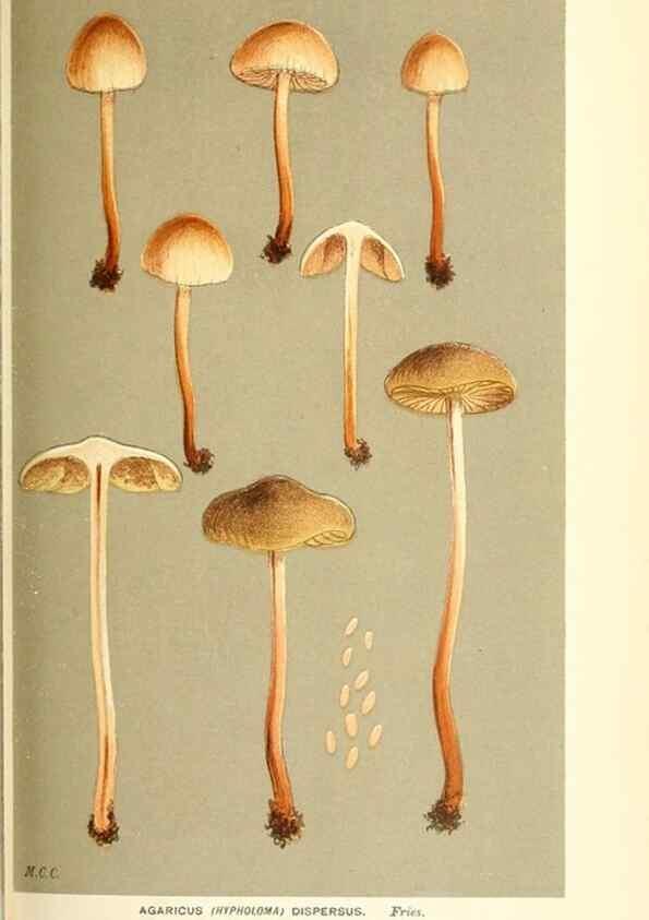 Reproducción/Reproduction 9016485380: Illustrations of British Fungi (Hymenomycetes), to serve as an atlas to the ""Handbook of British Fungi"".. LondonWilliams and Norgate1881-91