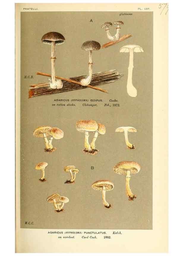 Reproducción/Reproduction 9016486628: Illustrations of British Fungi (Hymenomycetes), to serve as an atlas to the ""Handbook of British Fungi"".. LondonWilliams and Norgate1881-91