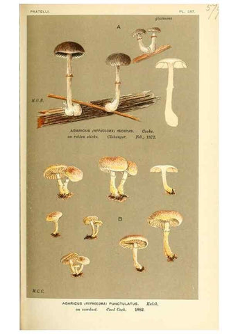 Reproducción/Reproduction 9016486628: Illustrations of British Fungi (Hymenomycetes), to serve as an atlas to the ""Handbook of British Fungi"".. LondonWilliams and Norgate1881-91