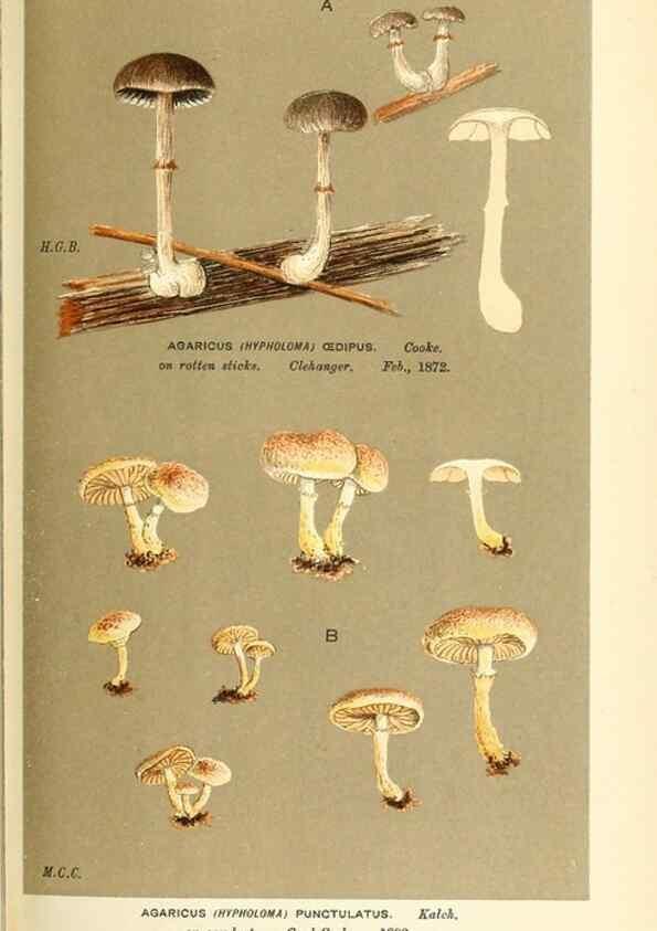 Reproducción/Reproduction 9016486628: Illustrations of British Fungi (Hymenomycetes), to serve as an atlas to the ""Handbook of British Fungi"".. LondonWilliams and Norgate1881-91