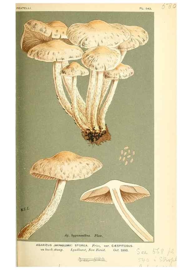 Reproducción/Reproduction 9016488156: Illustrations of British Fungi (Hymenomycetes), to serve as an atlas to the ""Handbook of British Fungi"".. LondonWilliams and Norgate1881-91
