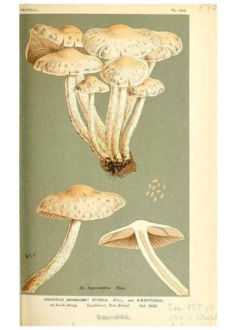 Reproducción/Reproduction 9016488156: Illustrations of British Fungi (Hymenomycetes), to serve as an atlas to the ""Handbook of British Fungi"".. LondonWilliams and Norgate1881-91