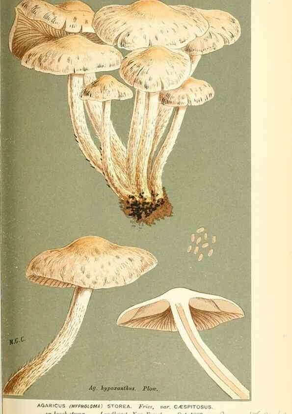 Reproducción/Reproduction 9016488156: Illustrations of British Fungi (Hymenomycetes), to serve as an atlas to the ""Handbook of British Fungi"".. LondonWilliams and Norgate1881-91