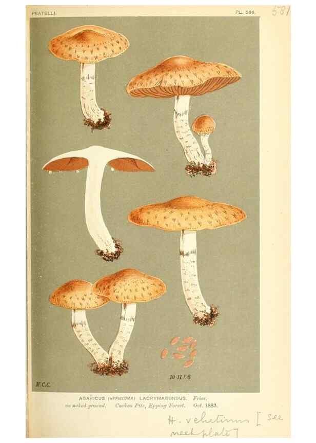 Reproducción/Reproduction 9016489558: Illustrations of British Fungi (Hymenomycetes), to serve as an atlas to the ""Handbook of British Fungi"".. LondonWilliams and Norgate1881-91