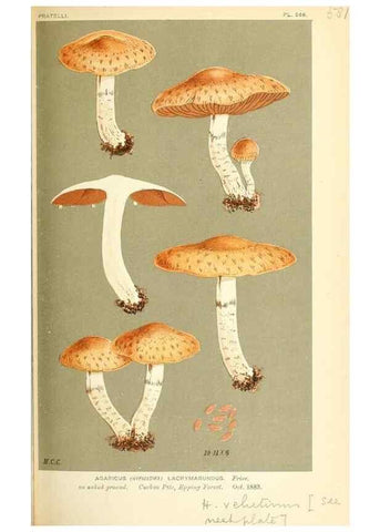 Reproducción/Reproduction 9016489558: Illustrations of British Fungi (Hymenomycetes), to serve as an atlas to the ""Handbook of British Fungi"".. LondonWilliams and Norgate1881-91