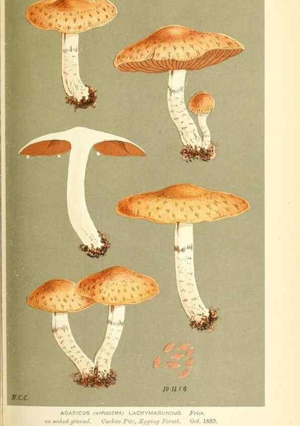 Reproducción/Reproduction 9016489558: Illustrations of British Fungi (Hymenomycetes), to serve as an atlas to the ""Handbook of British Fungi"".. LondonWilliams and Norgate1881-91