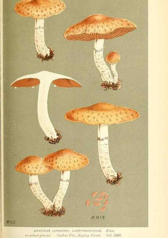 Reproducción/Reproduction 9016489558: Illustrations of British Fungi (Hymenomycetes), to serve as an atlas to the ""Handbook of British Fungi"".. LondonWilliams and Norgate1881-91