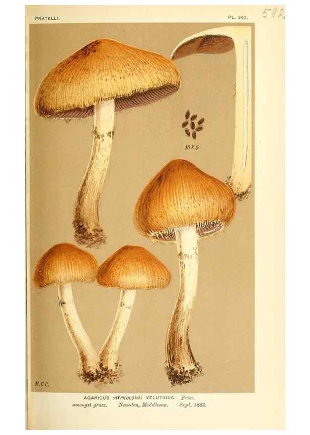 Reproducción/Reproduction 9016490926: Illustrations of British Fungi (Hymenomycetes), to serve as an atlas to the ""Handbook of British Fungi"".. LondonWilliams and Norgate1881-91