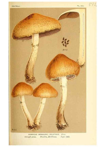 Reproducción/Reproduction 9016490926: Illustrations of British Fungi (Hymenomycetes), to serve as an atlas to the ""Handbook of British Fungi"".. LondonWilliams and Norgate1881-91