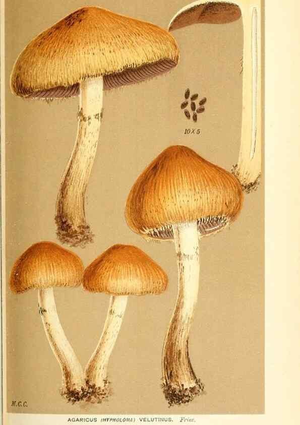 Reproducción/Reproduction 9016490926: Illustrations of British Fungi (Hymenomycetes), to serve as an atlas to the ""Handbook of British Fungi"".. LondonWilliams and Norgate1881-91