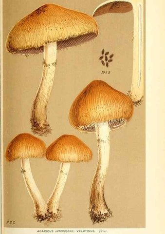 Reproducción/Reproduction 9016490926: Illustrations of British Fungi (Hymenomycetes), to serve as an atlas to the ""Handbook of British Fungi"".. LondonWilliams and Norgate1881-91