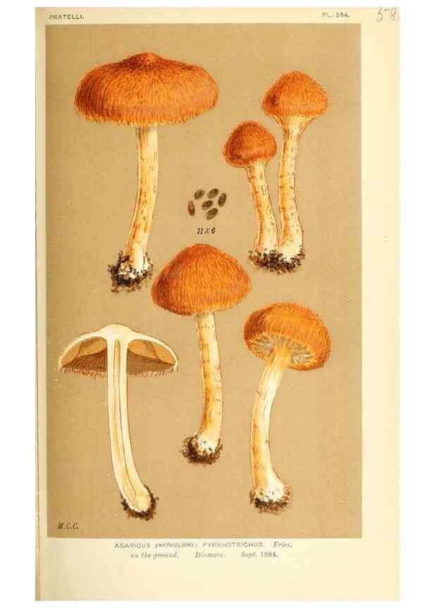 Reproducción/Reproduction 9016492238: Illustrations of British Fungi (Hymenomycetes), to serve as an atlas to the ""Handbook of British Fungi"".. LondonWilliams and Norgate1881-91