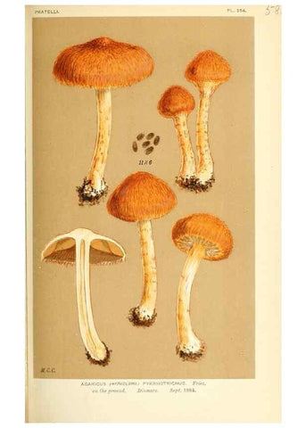 Reproducción/Reproduction 9016492238: Illustrations of British Fungi (Hymenomycetes), to serve as an atlas to the ""Handbook of British Fungi"".. LondonWilliams and Norgate1881-91