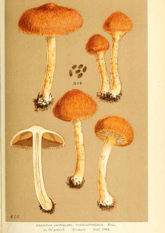 Reproducción/Reproduction 9016492238: Illustrations of British Fungi (Hymenomycetes), to serve as an atlas to the ""Handbook of British Fungi"".. LondonWilliams and Norgate1881-91