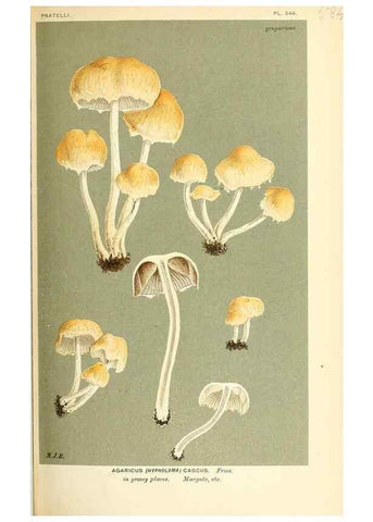 Reproducción/Reproduction 9016493698: Illustrations of British Fungi (Hymenomycetes), to serve as an atlas to the ""Handbook of British Fungi"".. LondonWilliams and Norgate1881-91