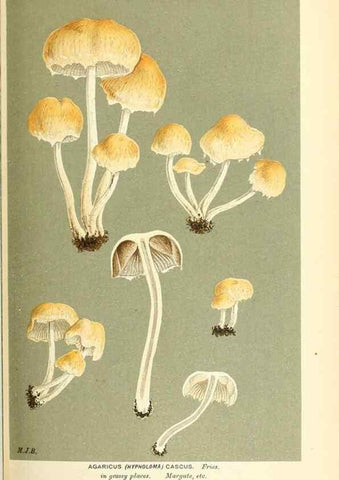 Reproducción/Reproduction 9016493698: Illustrations of British Fungi (Hymenomycetes), to serve as an atlas to the ""Handbook of British Fungi"".. LondonWilliams and Norgate1881-91