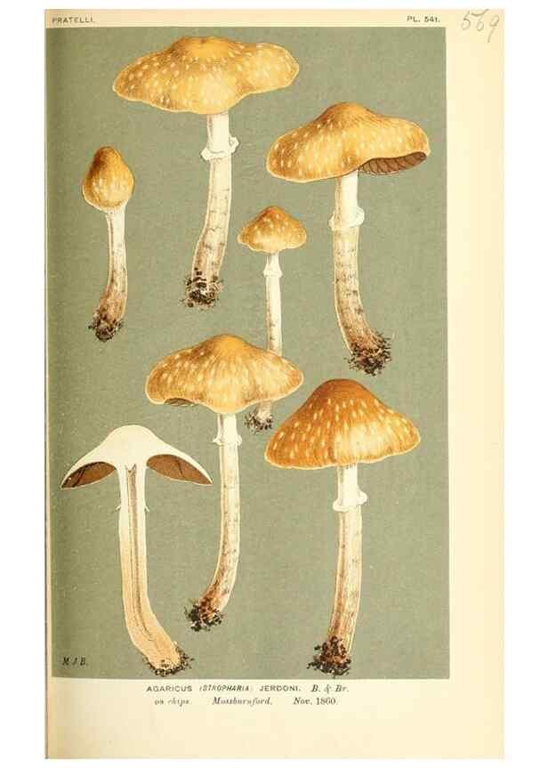 Reproducción/Reproduction 9015281253: Illustrations of British Fungi (Hymenomycetes), to serve as an atlas to the ""Handbook of British Fungi"".. LondonWilliams and Norgate1881-91