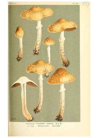 Reproducción/Reproduction 9015281253: Illustrations of British Fungi (Hymenomycetes), to serve as an atlas to the ""Handbook of British Fungi"".. LondonWilliams and Norgate1881-91