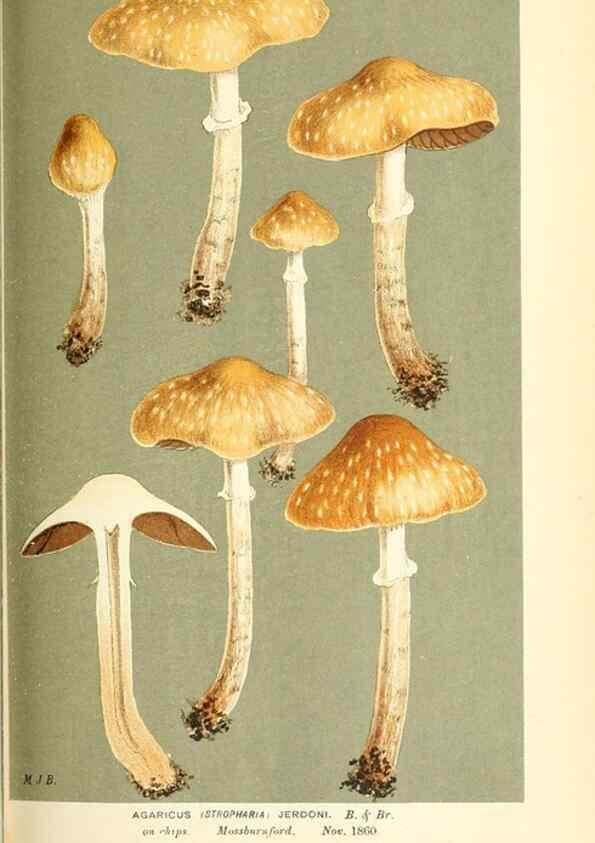 Reproducción/Reproduction 9015281253: Illustrations of British Fungi (Hymenomycetes), to serve as an atlas to the ""Handbook of British Fungi"".. LondonWilliams and Norgate1881-91