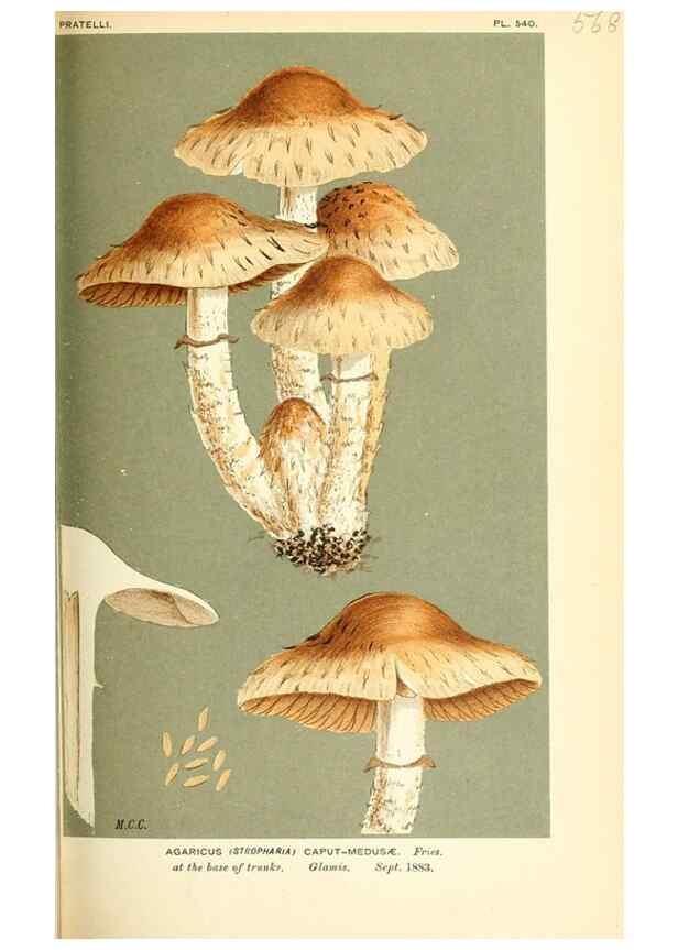 Reproducción/Reproduction 9016470850: Illustrations of British Fungi (Hymenomycetes), to serve as an atlas to the ""Handbook of British Fungi"".. LondonWilliams and Norgate1881-91