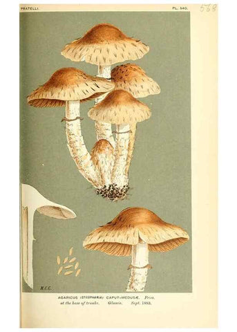 Reproducción/Reproduction 9016470850: Illustrations of British Fungi (Hymenomycetes), to serve as an atlas to the ""Handbook of British Fungi"".. LondonWilliams and Norgate1881-91