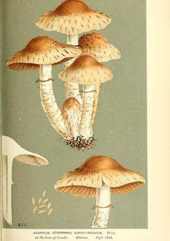 Reproducción/Reproduction 9016470850: Illustrations of British Fungi (Hymenomycetes), to serve as an atlas to the ""Handbook of British Fungi"".. LondonWilliams and Norgate1881-91