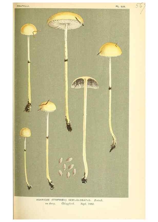 Reproducción/Reproduction 9016469336: Illustrations of British Fungi (Hymenomycetes), to serve as an atlas to the ""Handbook of British Fungi"".. LondonWilliams and Norgate1881-91