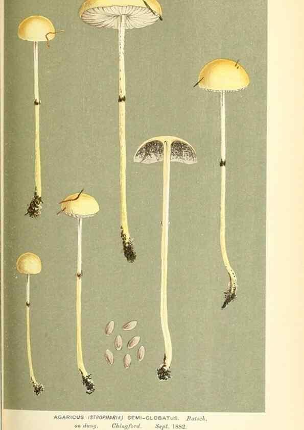 Reproducción/Reproduction 9016469336: Illustrations of British Fungi (Hymenomycetes), to serve as an atlas to the ""Handbook of British Fungi"".. LondonWilliams and Norgate1881-91