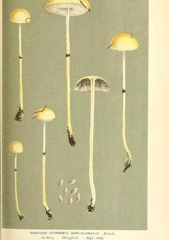 Reproducción/Reproduction 9016469336: Illustrations of British Fungi (Hymenomycetes), to serve as an atlas to the ""Handbook of British Fungi"".. LondonWilliams and Norgate1881-91