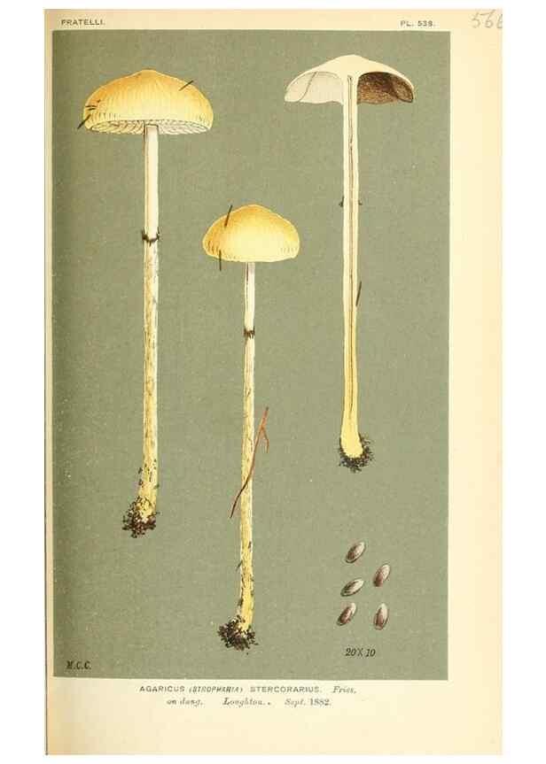Reproducción/Reproduction 9016467952: Illustrations of British Fungi (Hymenomycetes), to serve as an atlas to the ""Handbook of British Fungi"".. LondonWilliams and Norgate1881-91