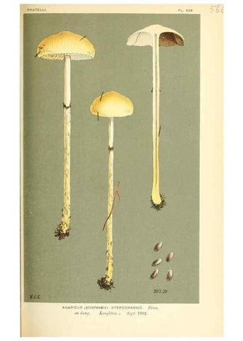 Reproducción/Reproduction 9016467952: Illustrations of British Fungi (Hymenomycetes), to serve as an atlas to the ""Handbook of British Fungi"".. LondonWilliams and Norgate1881-91