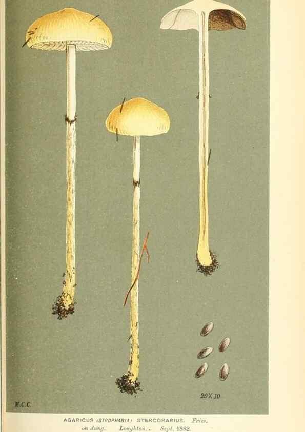 Reproducción/Reproduction 9016467952: Illustrations of British Fungi (Hymenomycetes), to serve as an atlas to the ""Handbook of British Fungi"".. LondonWilliams and Norgate1881-91