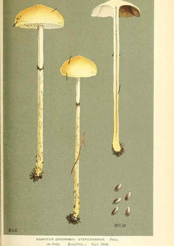Reproducción/Reproduction 9016467952: Illustrations of British Fungi (Hymenomycetes), to serve as an atlas to the ""Handbook of British Fungi"".. LondonWilliams and Norgate1881-91