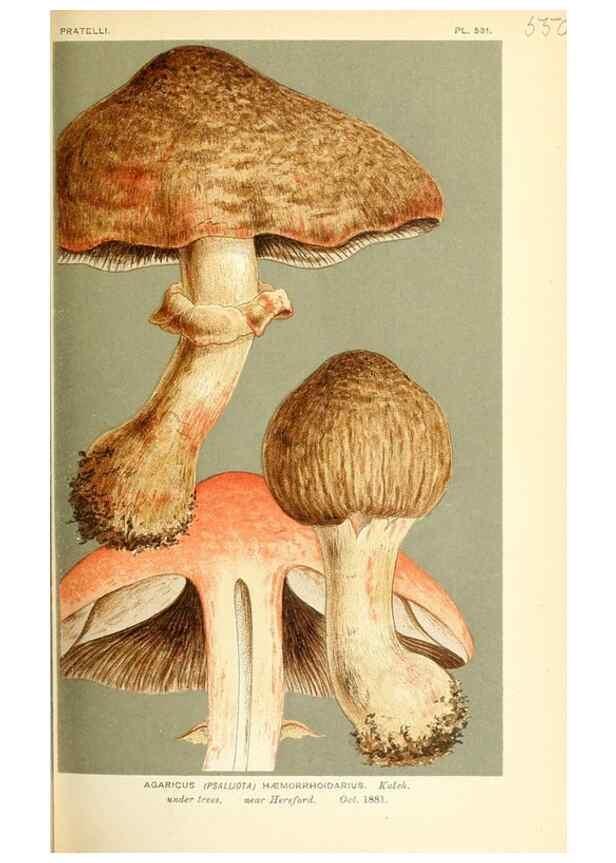 Reproducción/Reproduction 9016446238: Illustrations of British Fungi (Hymenomycetes), to serve as an atlas to the ""Handbook of British Fungi"".. LondonWilliams and Norgate1881-91