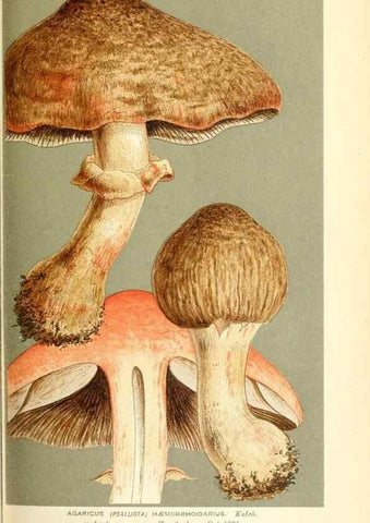 Reproducción/Reproduction 9016446238: Illustrations of British Fungi (Hymenomycetes), to serve as an atlas to the ""Handbook of British Fungi"".. LondonWilliams and Norgate1881-91