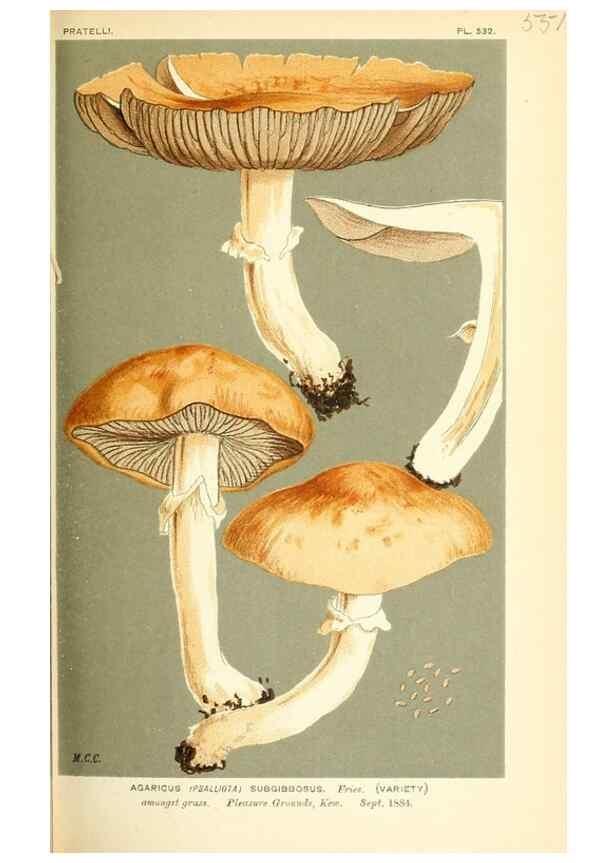 Reproducción/Reproduction 9016447462: Illustrations of British Fungi (Hymenomycetes), to serve as an atlas to the ""Handbook of British Fungi"".. LondonWilliams and Norgate1881-91
